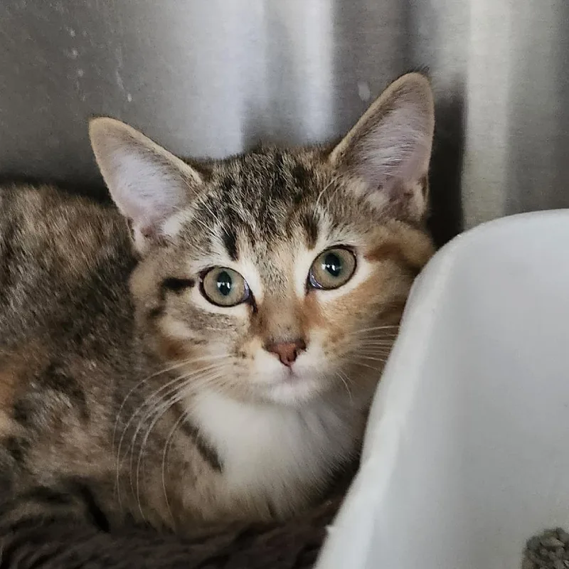 A baby small-sized female Orange / Red Domestic Short Hair cat named Maple for adoption in Columbia Station, OH