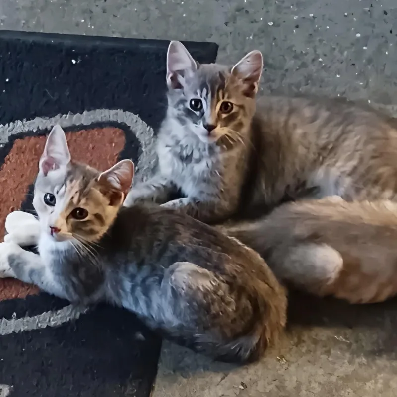 Digit thumbnail 5