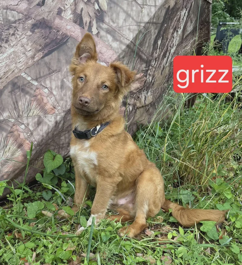 Grizz