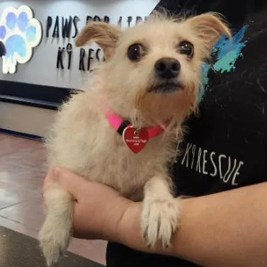 An adult small-sized female Yellow / Tan / Blond / Fawn Terrier dog named Dee A for adoption in Mission Hills, CA