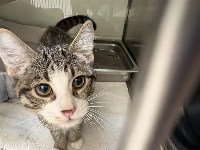 A baby small-sized male Domestic Short Hair cat named Memeow for adoption in Pueblo, CO
