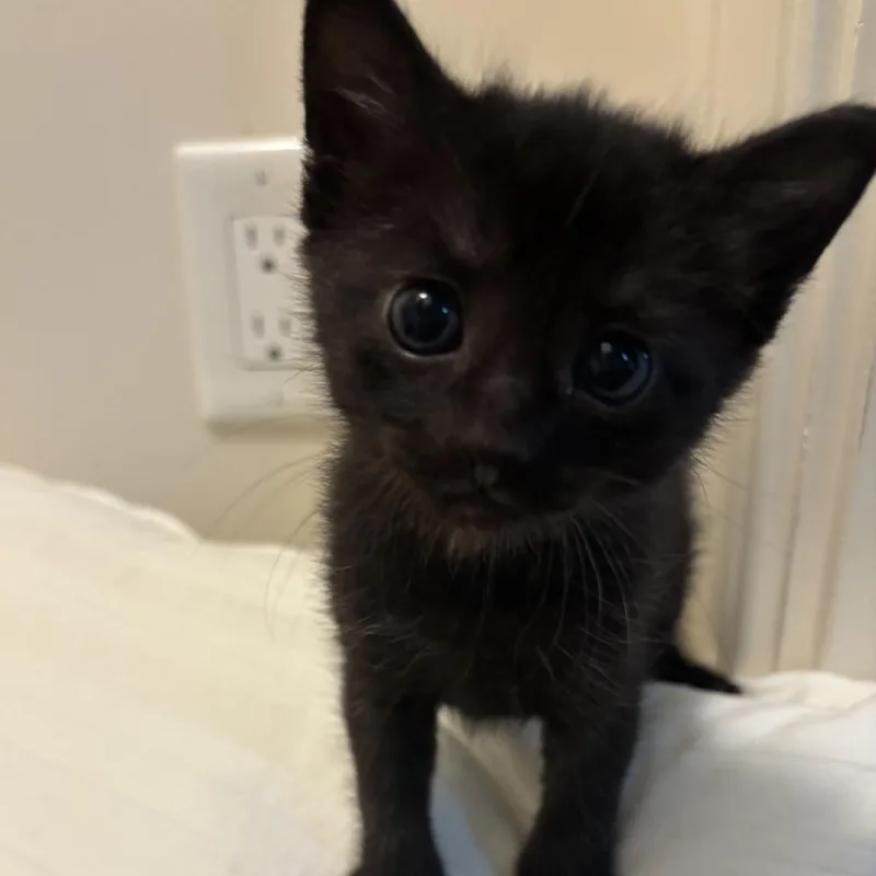 A baby small-sized male Black Domestic Short Hair cat named Indigo for adoption in Greensboro, GA