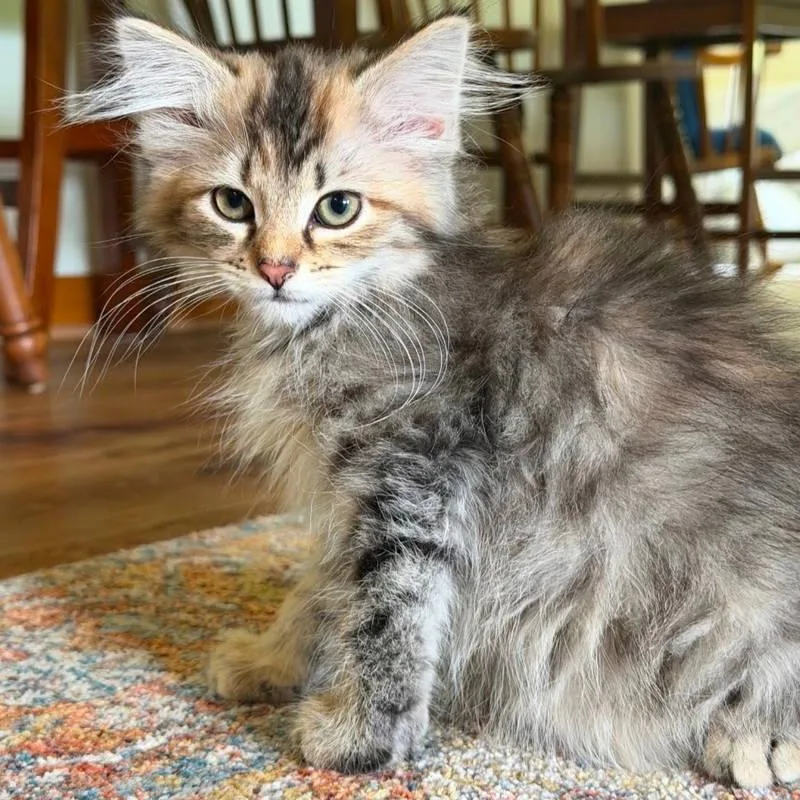 A baby medium-sized female Domestic Short Hair cat named Poppy for adoption in Norwood, OH