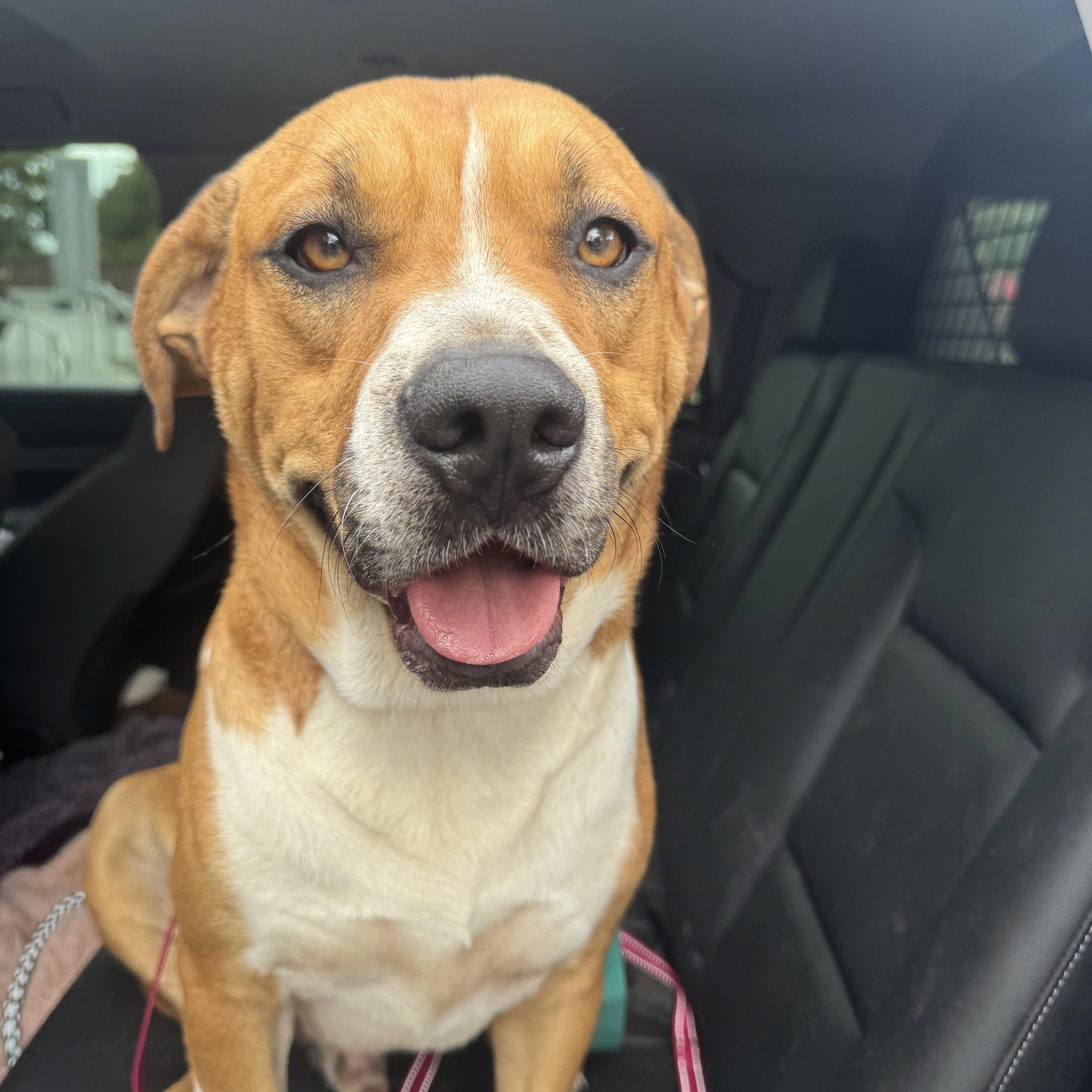 An adult large-sized male Brown / Chocolate Hound dog named Tommy for adoption in CUMMING, GA