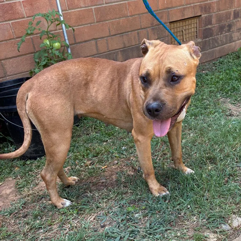 An adult medium-sized female Brown / Chocolate Pit Bull Terrier dog named Princess Hall for adoption in Greensboro, NC