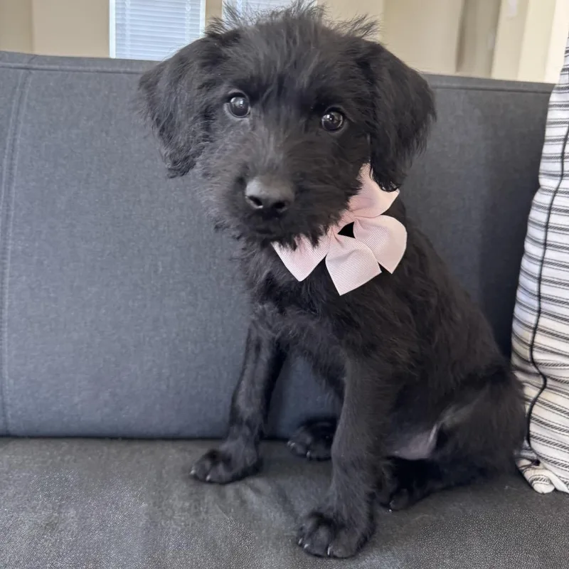 Violette thumbnail 2