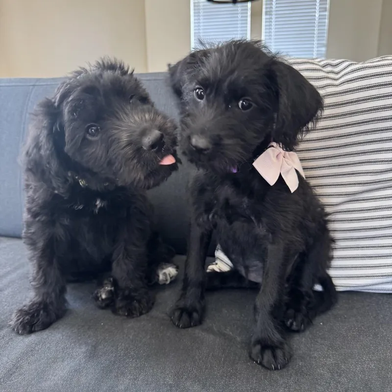 Violette thumbnail 3