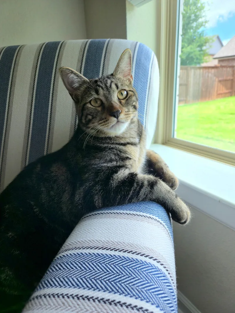 A young medium-sized male Tabby (Brown / Chocolate) Domestic Short Hair cat named Jasper ....COURTESY LISTING...CONTACT OWNER for adoption in Frisco, TX