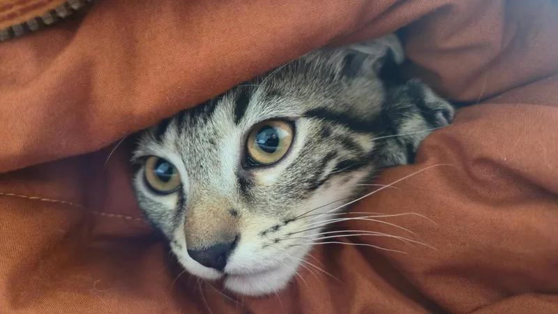 Jasper ....COURTESY LISTING...CONTACT OWNER thumbnail 5