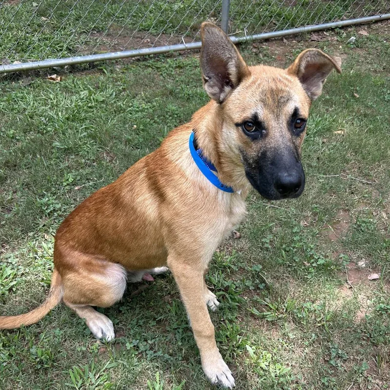 A young medium-sized male Brown / Chocolate Mixed Breed dog named Miles for adoption in Auburn, AL