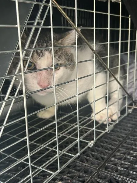 An adult medium-sized male Domestic Short Hair cat named Mr. Cat for adoption in Virginia Beach, VA