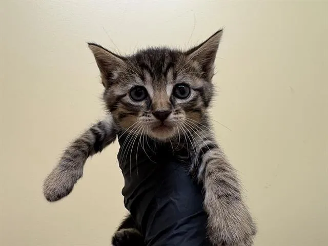 A baby small-sized male Domestic Short Hair cat named Bean for adoption in Tustin, CA