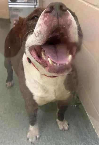 An adult medium-sized female Mixed Breed dog named Cinnamon for adoption in Cincinnati, OH