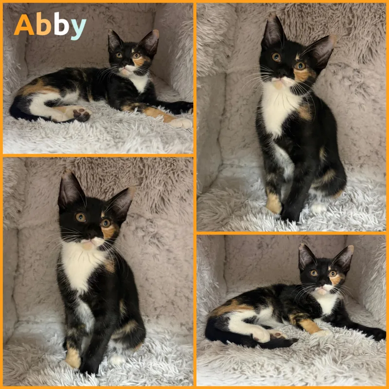 A baby small-sized female Calico Domestic Short Hair cat named Abby for adoption in Louisville, KY
