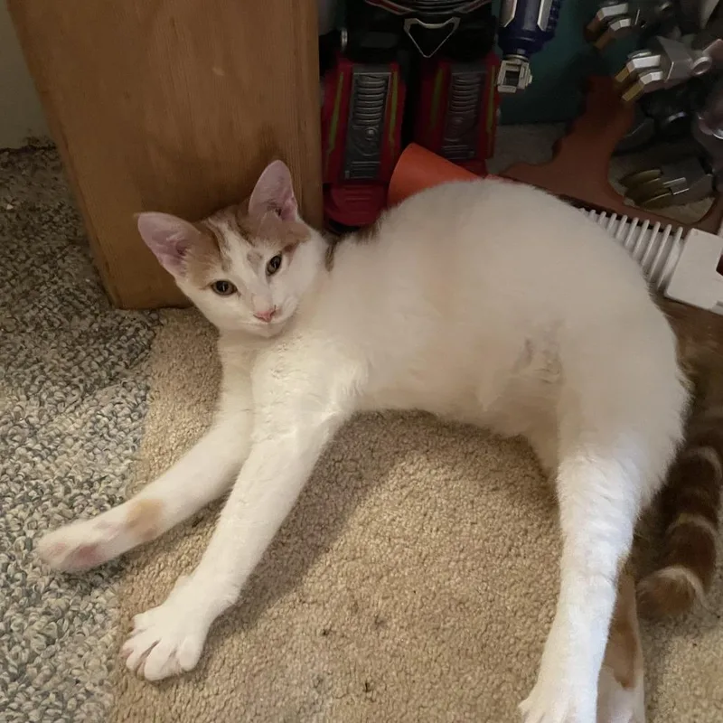 Pumpkinpunky thumbnail 2