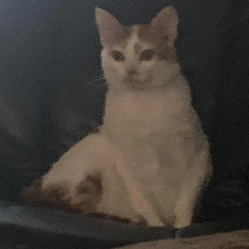 Pumpkinpunky thumbnail 3