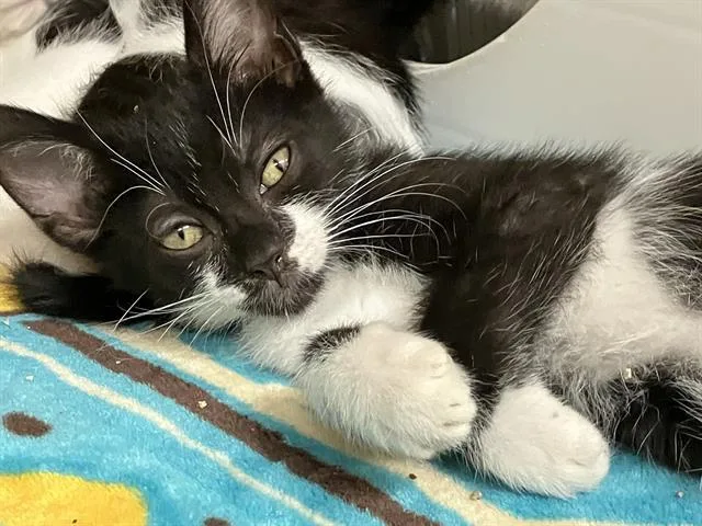 A baby small-sized female Domestic Short Hair cat named Merryweather for adoption in Tustin, CA