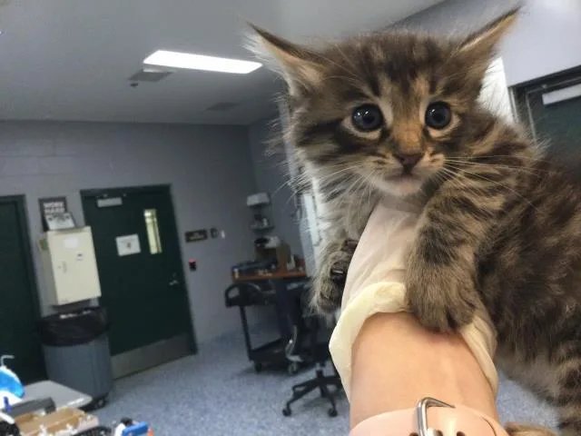 A young small-sized female Domestic Medium Hair cat named Mira for adoption in Thousand Palms, CA