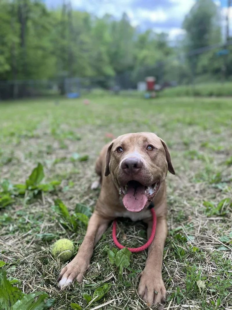 An adult large-sized male Apricot / Beige Mastiff dog named Mikey for adoption in Ona, WV