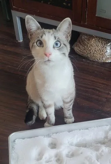 Plankton  `a Priority