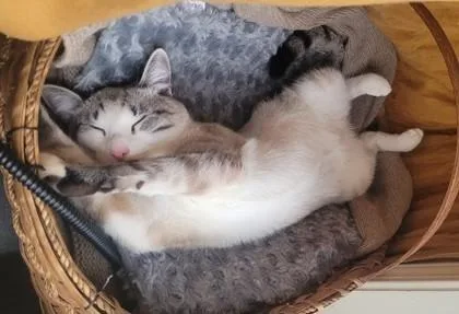 Plankton  `a Priority thumbnail 2