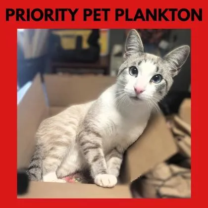 Plankton  `a Priority thumbnail 3