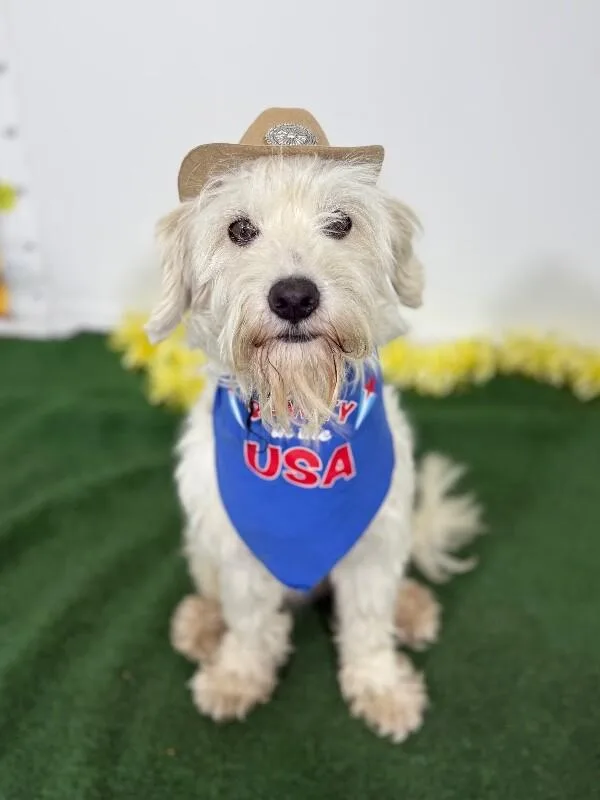 A young small-sized male White / Cream Havanese dog named Dante for adoption in Carlsbad, CA