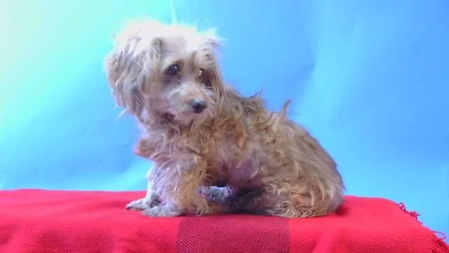 An adult small-sized female Dachshund dog named Golden for adoption in Gardena, CA