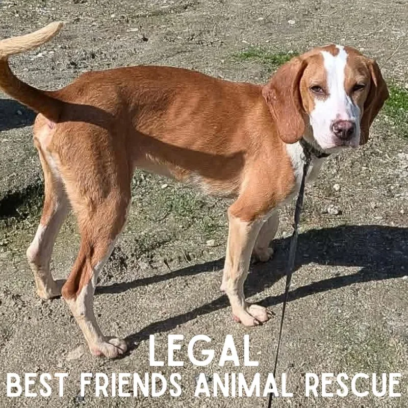 An adult small-sized male Beagle dog named Legal for adoption in Wasilla, AK
