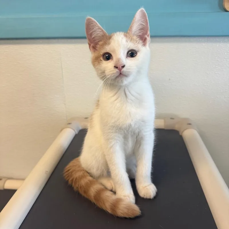 A baby small-sized male Buff / Tan / Fawn Domestic Short Hair cat named Manhattan for adoption in Decatur, GA