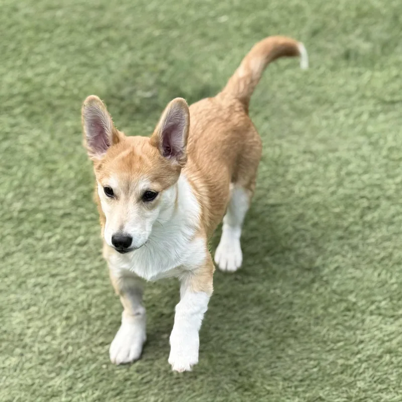 A baby small-sized male Red / Chestnut / Orange Pembroke Welsh Corgi dog named Simon for adoption in Amarillo, TX