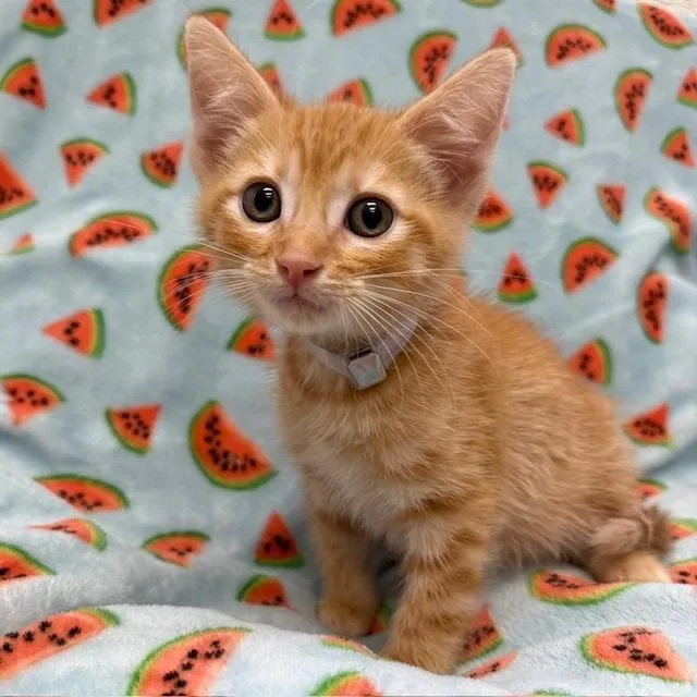 A baby small-sized male Orange / Red Domestic Short Hair cat named Orange Julius for adoption in Hawthorne, CA