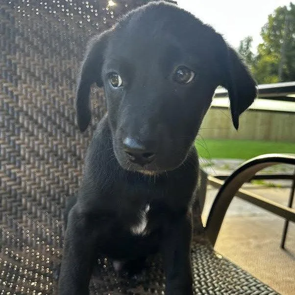 A young medium-sized male Labrador Retriever dog named Oscar Weeks for adoption in Sterling, MA