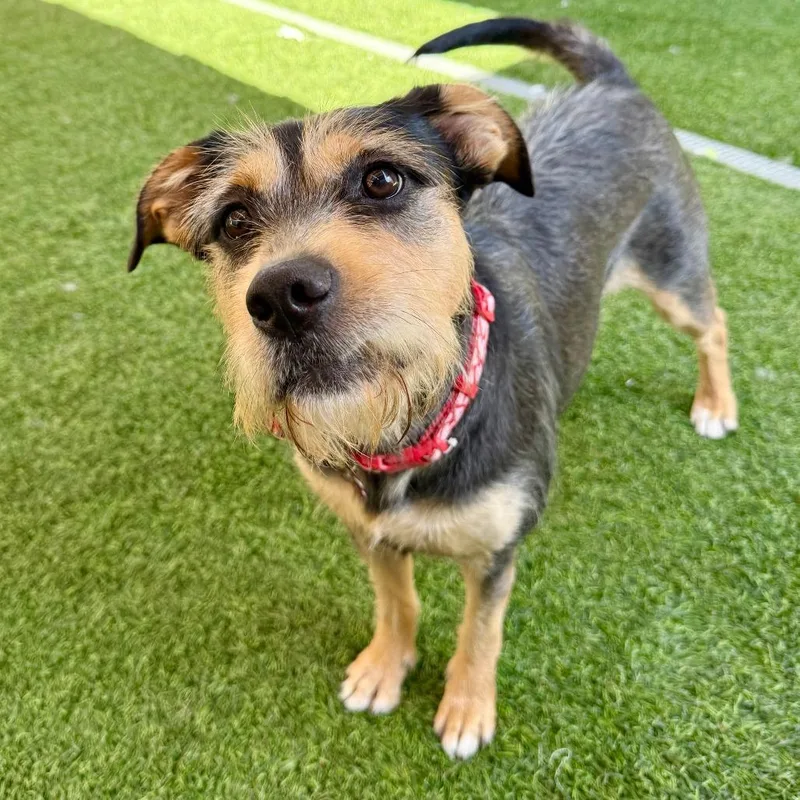 An adult medium-sized female Black Terrier dog named Prudence for adoption in Agoura Hills, CA