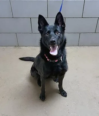 A young medium-sized female Black Mixed Breed dog named Farrah for adoption in Nashville, TN