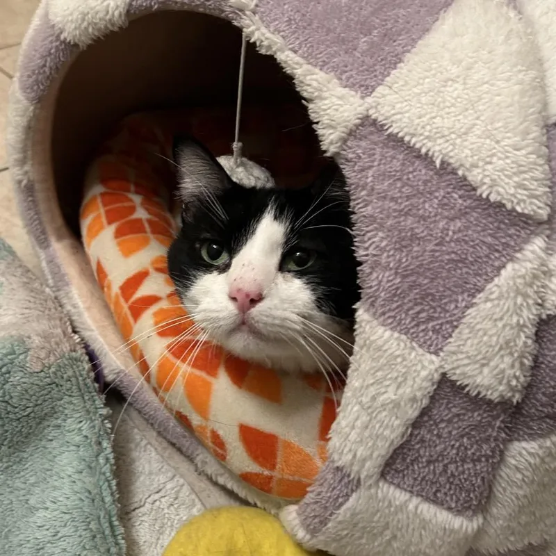 Rosie thumbnail 3