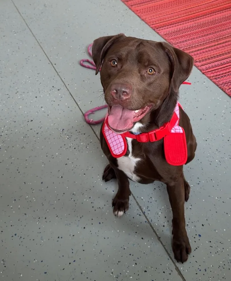 Gunner: Nd Longest Resident thumbnail 5