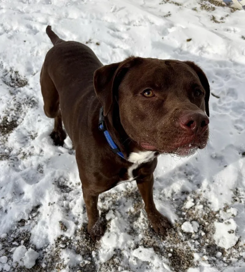 Gunner: Nd Longest Resident thumbnail 6