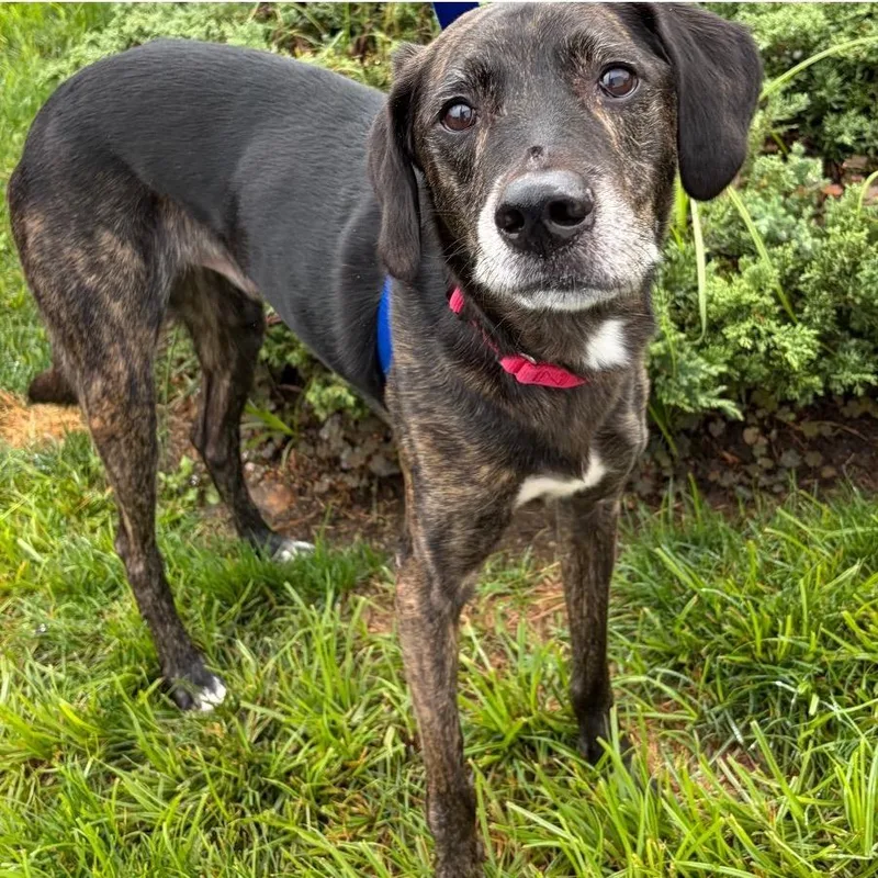A senior large-sized male Hound dog named SCR Rocky for adoption in Port Washington, NY