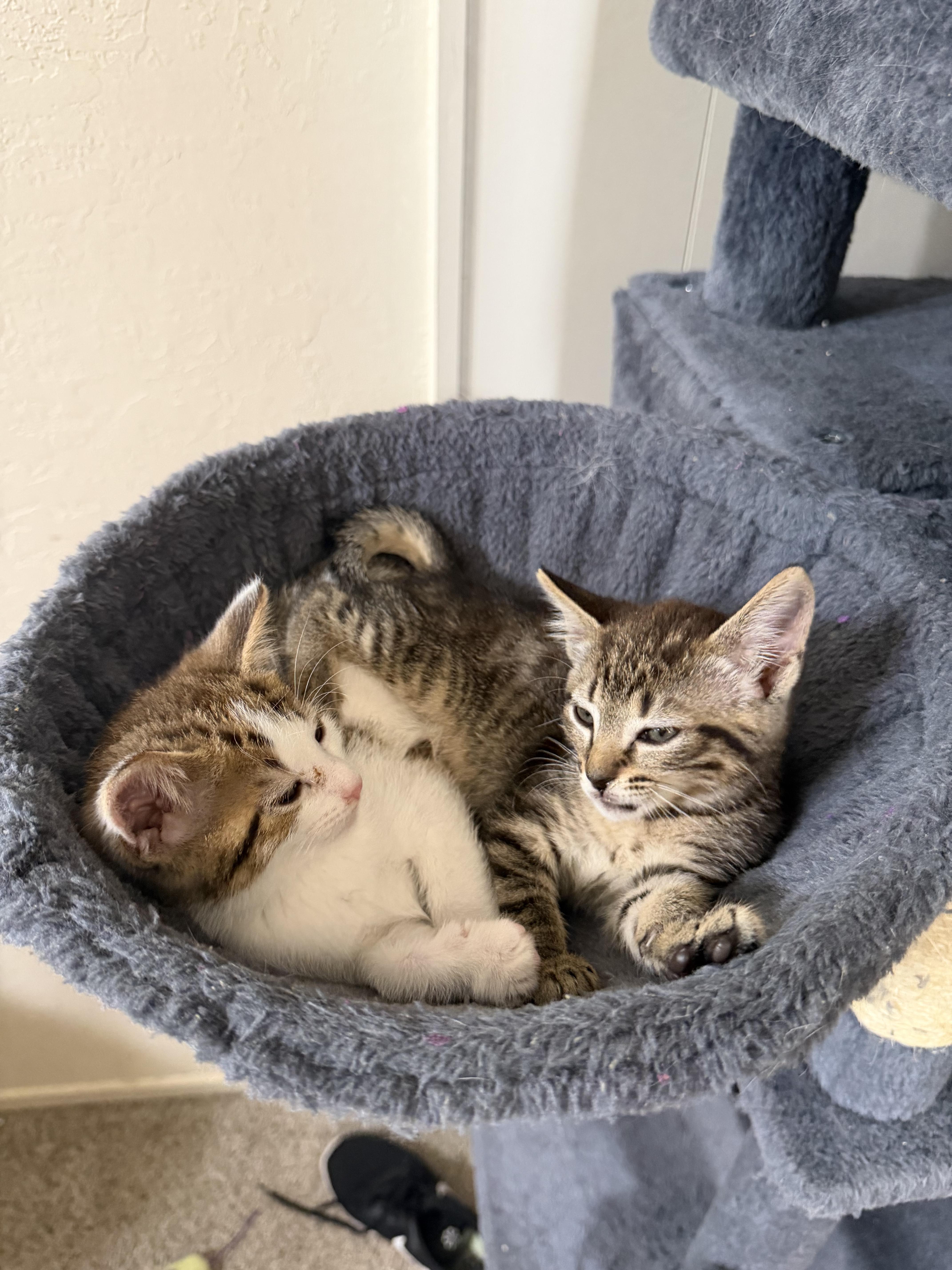 A baby small-sized male Domestic Short Hair cat named Cayenne for adoption in Rio Linda, CA