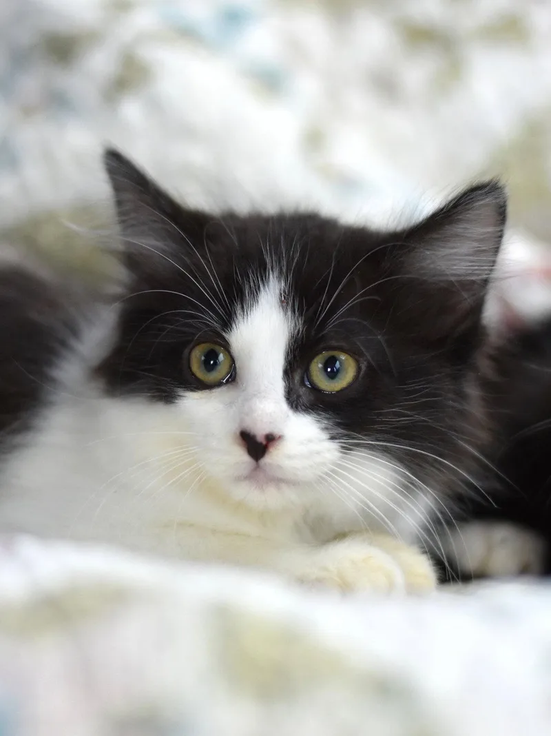 A baby medium-sized female Black & White / Tuxedo Domestic Medium Hair cat named Beauty for adoption in Montgomery, TX
