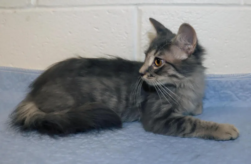 A baby medium-sized male Gray / Blue / Silver Domestic Medium Hair cat named Smokey for adoption in Euclid, OH