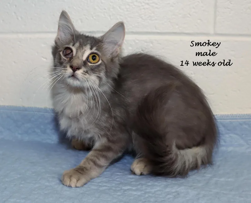 Smokey thumbnail 6