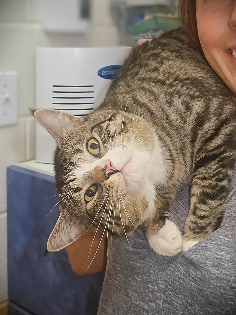 A young medium-sized male Tabby (Buff / Tan / Fawn) Domestic Short Hair cat named Rocky for adoption in Jackson, WY