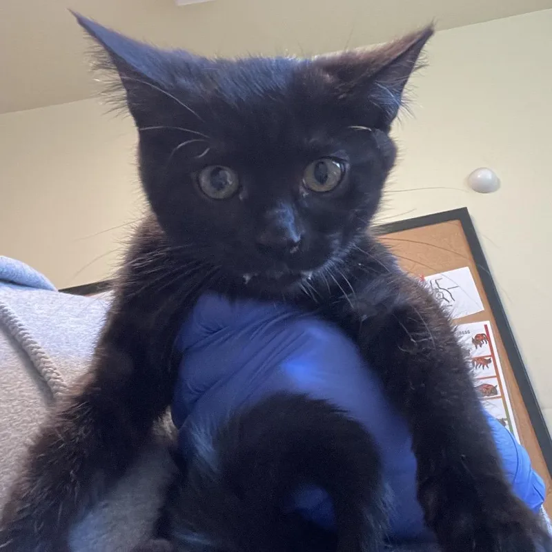 A baby small-sized female Black Domestic Short Hair cat named Pepper for adoption in Pasadena, CA