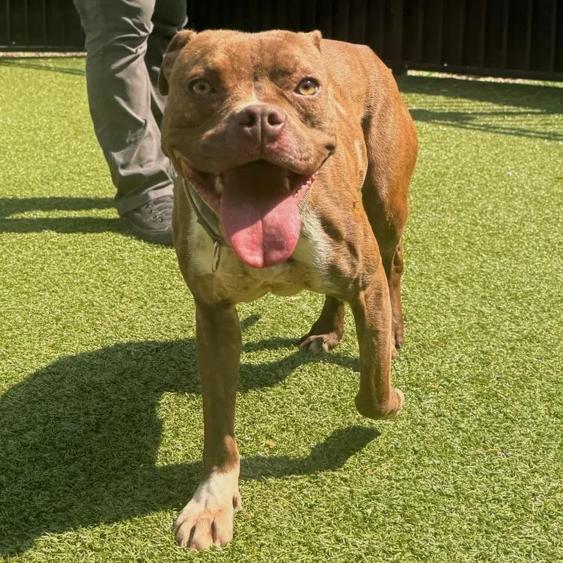 An adult medium-sized female Brindle Mixed Breed dog named Star for adoption in Charlottesville, VA