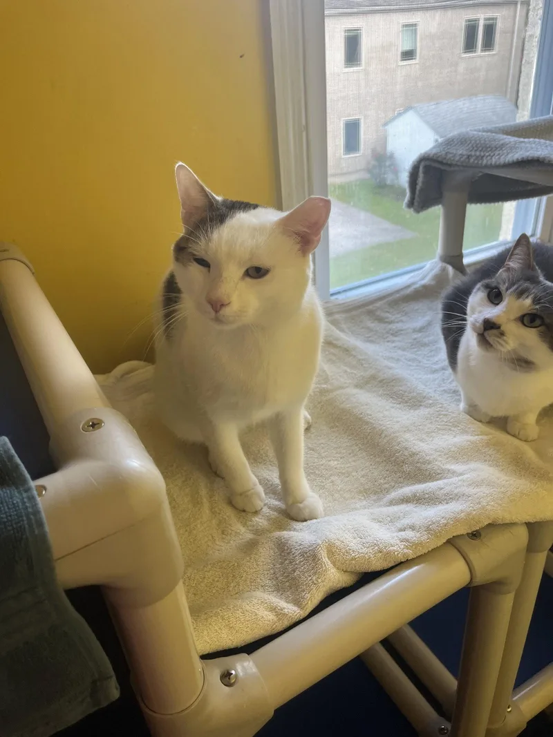 A young medium-sized male Domestic Short Hair cat named Percy for adoption in Broomall, PA