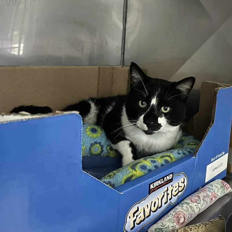 An adult medium-sized male Black & White / Tuxedo Domestic Short Hair cat named Stinky for adoption in Grand Rapids, MI