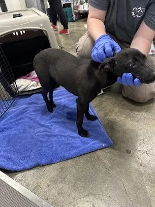 A baby small-sized male Black Chihuahua dog named Edmonton for adoption in Sacramento, CA