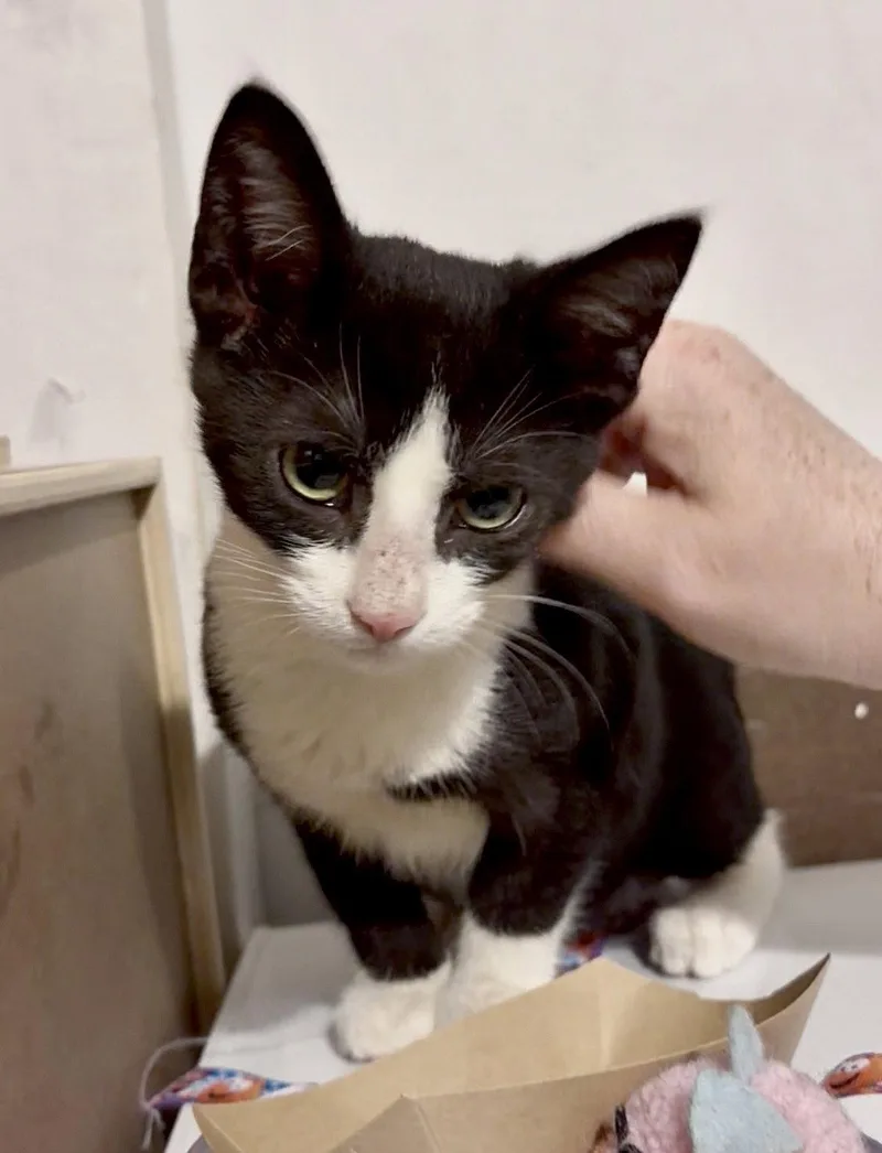 A baby medium-sized male Tuxedo cat named Fun Guy for adoption in Harrisburg, PA